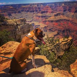 Animal grazing on landscape