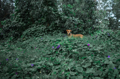 Cat on plant in forest