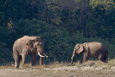 Elephant in a forest