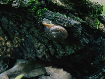 Close-up of rocks