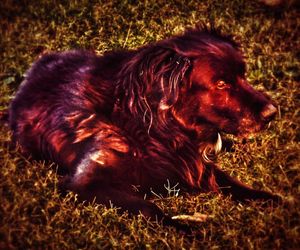 Dog relaxing on grassy field