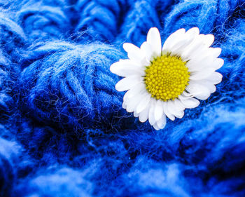 Close-up of blue daisy