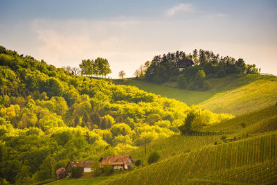 Scenic view of agricultural field against sky