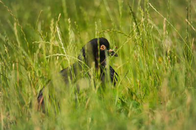 Close-up of bird on field