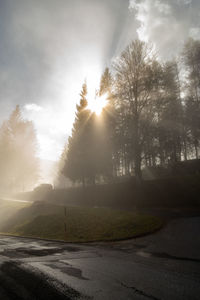 Trees by road against sky during foggy weather