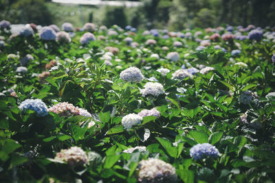 Close-up of purple flowering plants on field