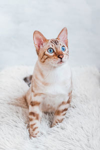 Young silver tabby bengal cat with beautiful blue eyes on white soft plaid.