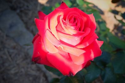 Close-up of pink rose