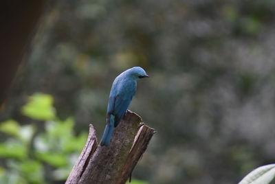 Close-up of bird perching on tree