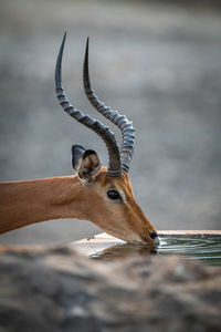 Deer against blurred background