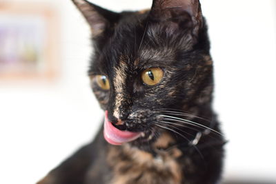 Close-up of cat looking away