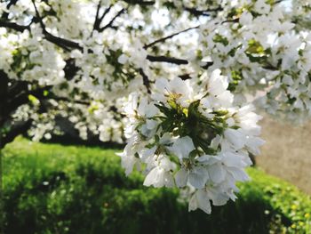 White apple blossoms in spring