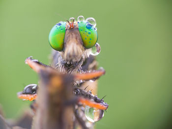 Close-up of butterfly pollinating on flower