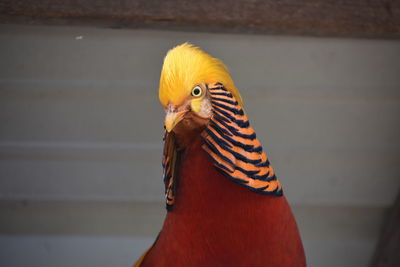 animal themes