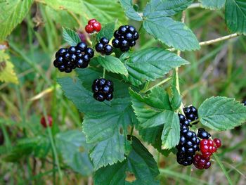 Close-up of blackberries growing on plant