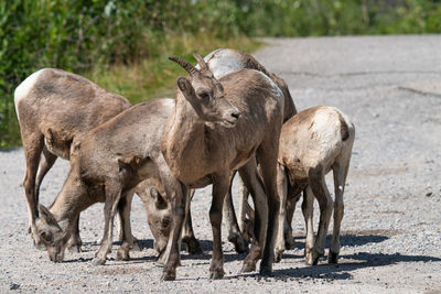 Bighorn sheep, ovis canadensis, image was taken in the jasper national park, alberta, canada