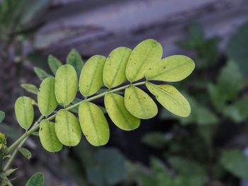 Close-up of leaves