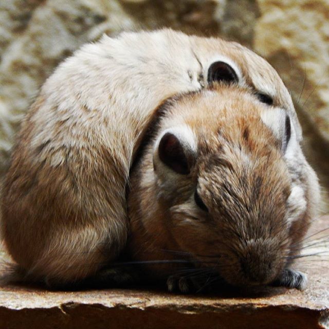 animal themes, animals in the wild, one animal, wildlife, focus on foreground, close-up, relaxation, animal head, bird, looking away, outdoors, nature, day, mammal, no people, young animal, zoo, two animals, zoology, resting