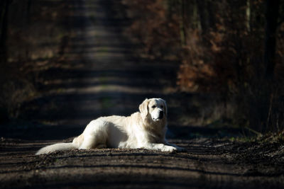 Portrait of dog resting