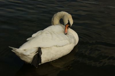 Close-up of swan swimming on lake