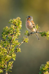 Low angle view of bird perching on plant