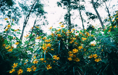 Yellow flowering plants against trees