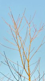 Low angle view of tree against clear sky