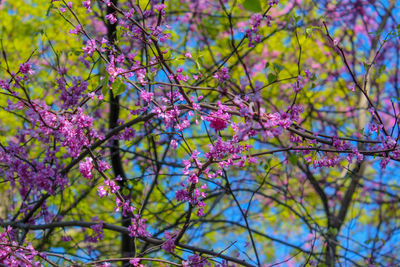 Low angle view of cherry blossoms in spring