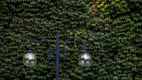 Close-up of electric lamp hanging on tree