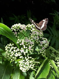 Close-up of butterfly pollinating on plant