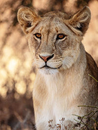 Close-up portrait of cat