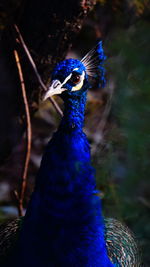 Close-up of peacock