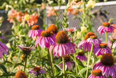 Small patch of lavender coneflowers at sunrise
