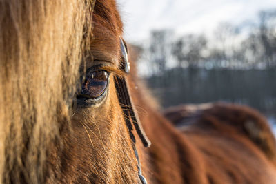 Close-up of a horse