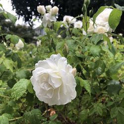 Close-up of white rose