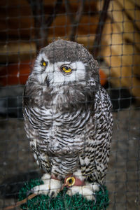 Close-up of owl perching in cage