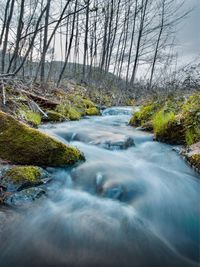 Scenic view of stream flowing in forest