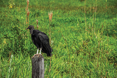 View of vulture on alert over trunk fence near the town of joanopolis. brazil.