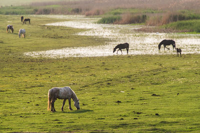 Horses grazing in a field