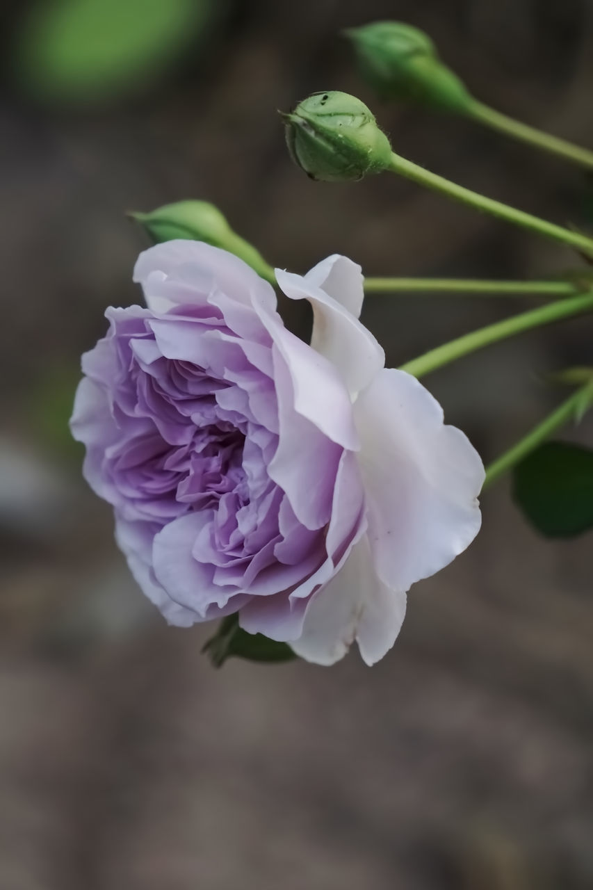 CLOSE-UP OF PURPLE ROSE FLOWER