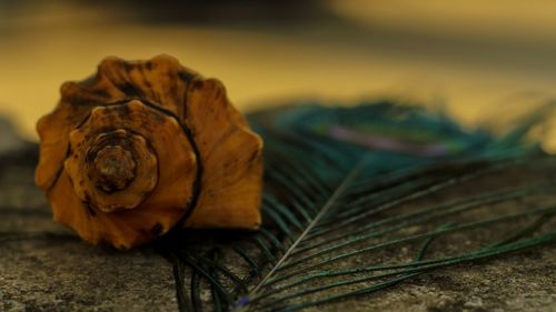 Close-up of dried leaves on table