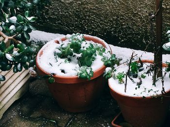 Close-up of potted plant