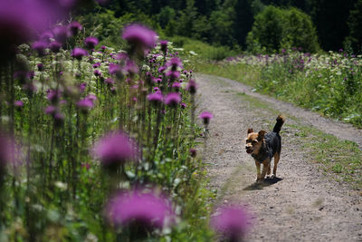 View of dog walking on street amidst plants