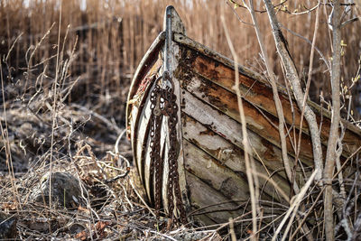 Old wooden oak boat, which is raised among the reeds on the baltic sea coast of sweden