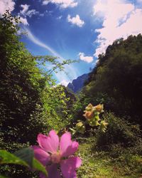 Pink flowers growing on tree against sky