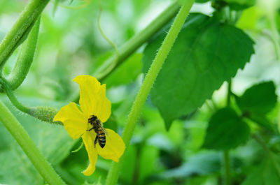 Close-up of insect on yellow flower