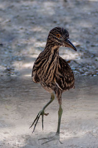 Close-up of a bird