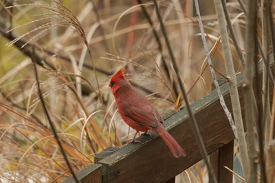 Close-up of bird perching on branch