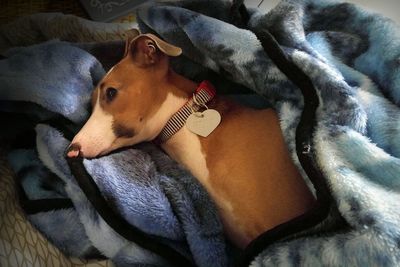 Close-up of dog lying on bed