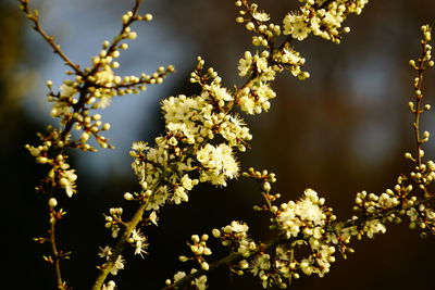 Close-up of cherry blossoms in spring